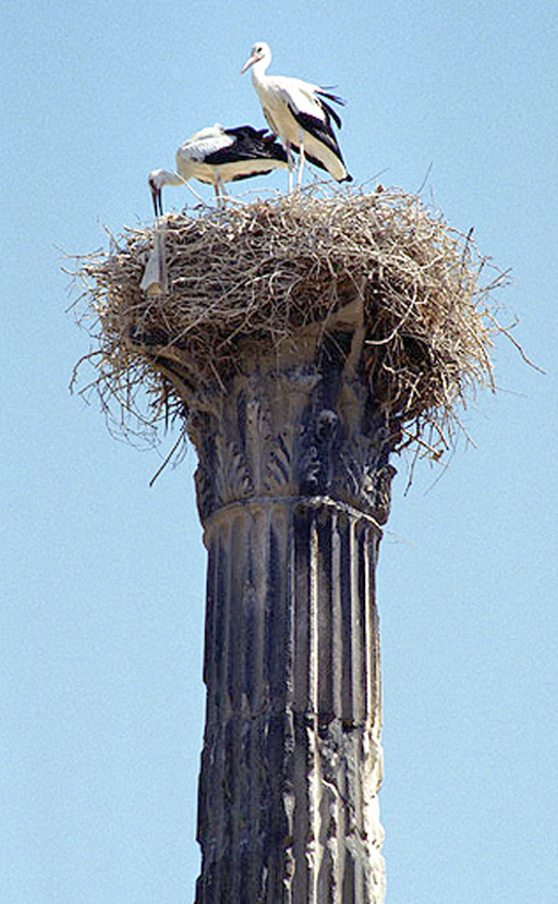Mylasa (Milas). Capitel de templo corintio.